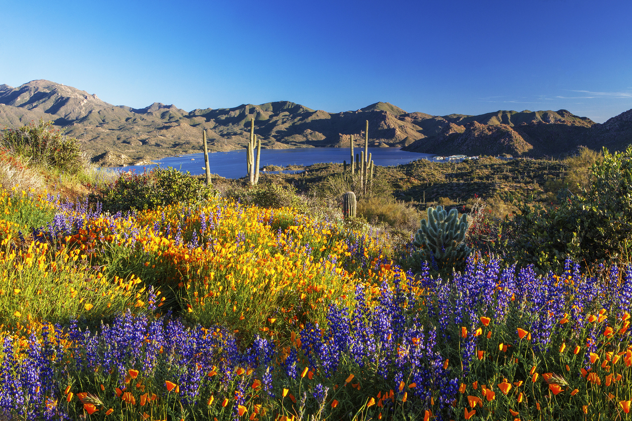 landscape of brightly colored wild flowers in the foreground with a lake and mountains in the background with clear blue sky