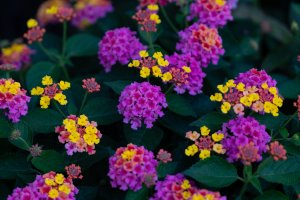 Purple and yellow Lantana flowers growing together.