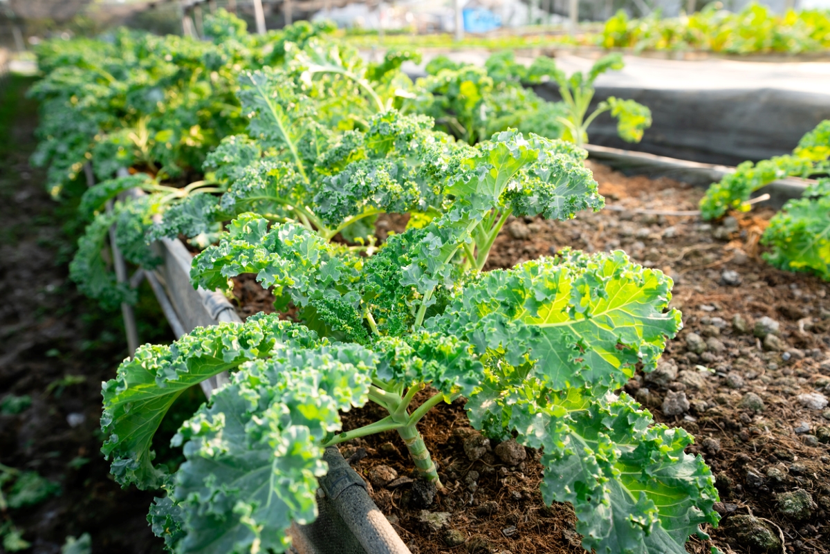 Kale plants in raised garden