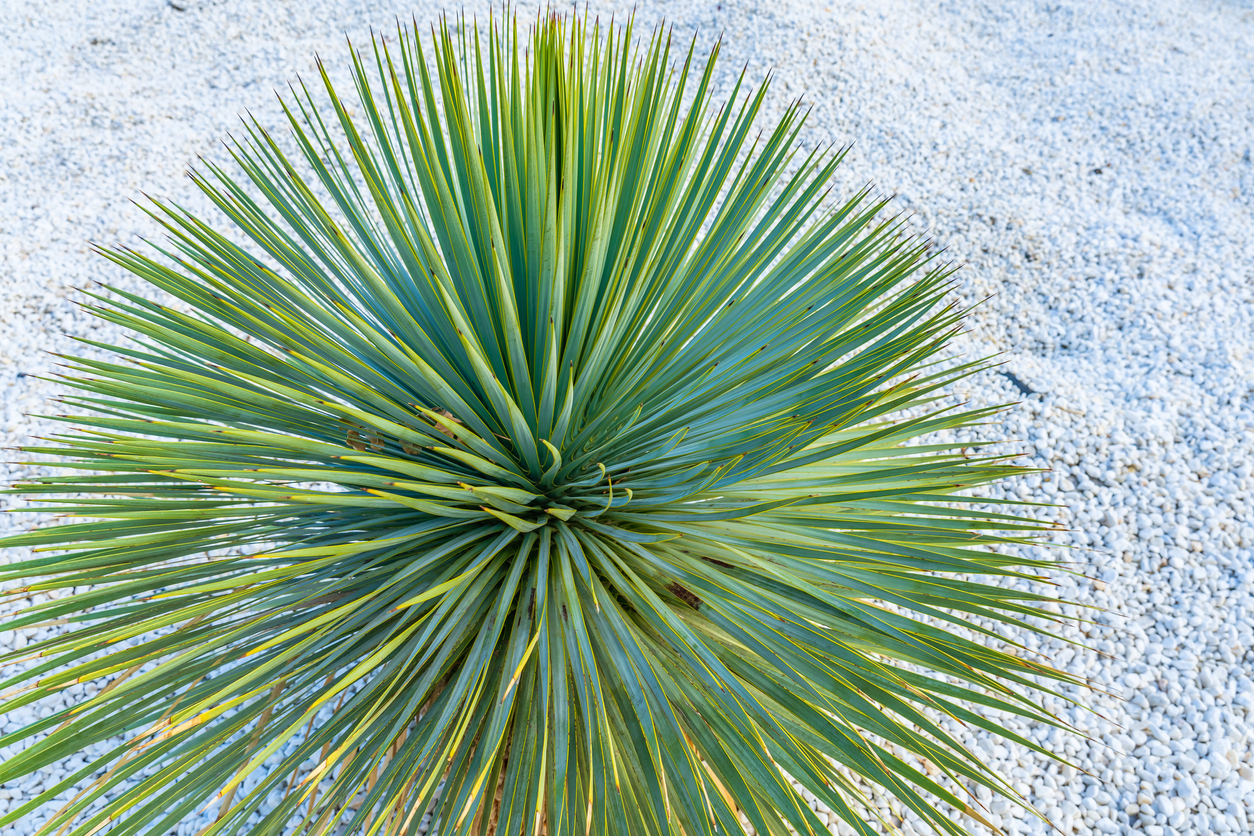 Dasylirion Wheeleri Blue Dasilirion palm from above