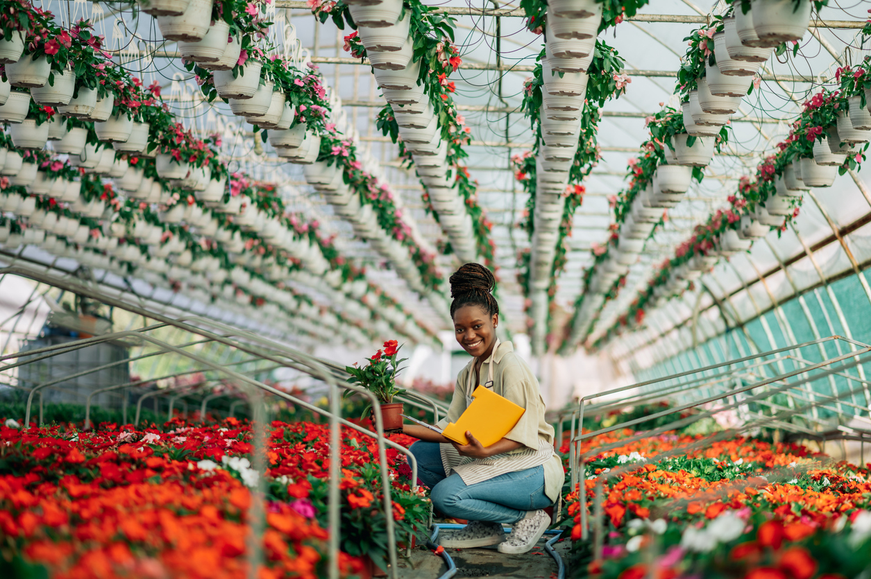 Young african american female nursery worker counting stock in greenhouse. Portrait of a young black woman at work in greenhouse wearing uniform and posing while looking into the camera. Copy space.