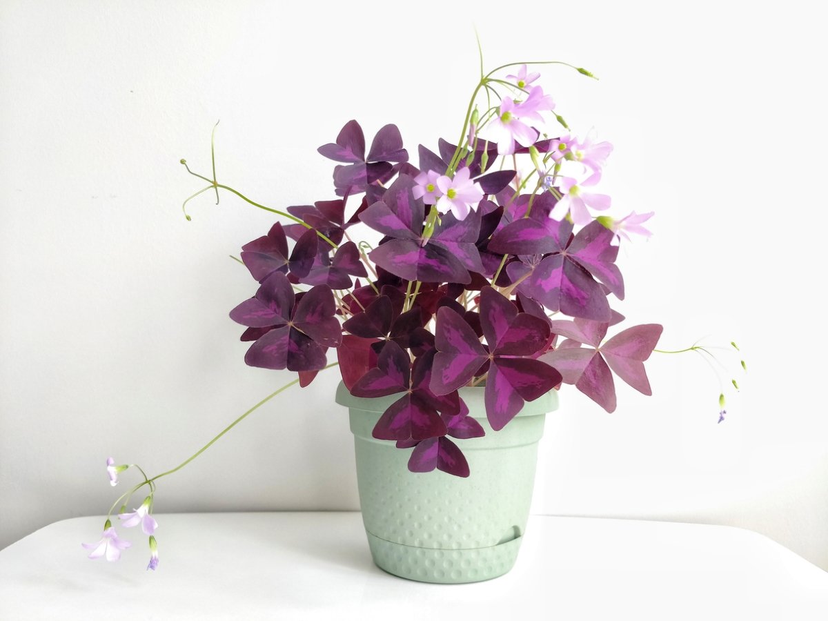 Purple oxalis in a white pot on a white background.