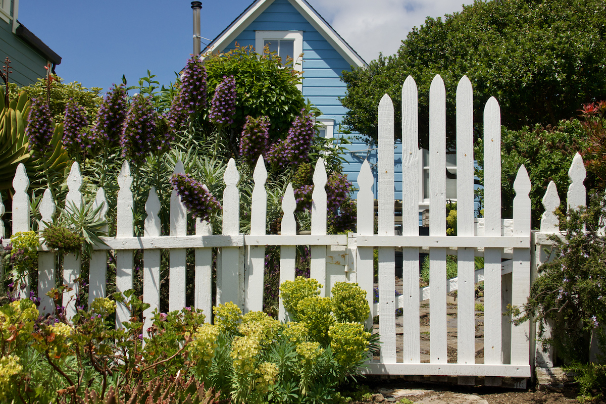 tall picket fence surrounded by blooming shrubs