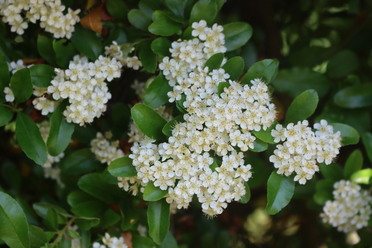Close-up of Pyracantha or Firethorn bush with many white flowers on branches on early summer
