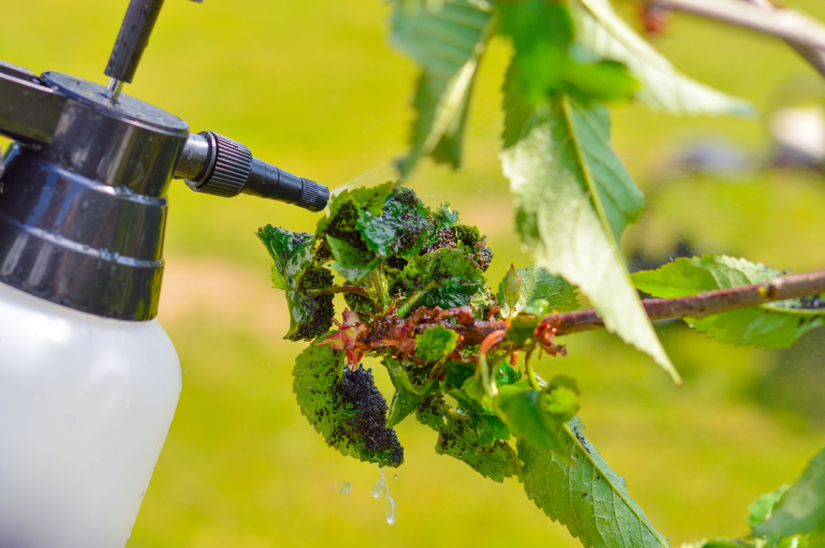 Spray treatment of aphids on plant