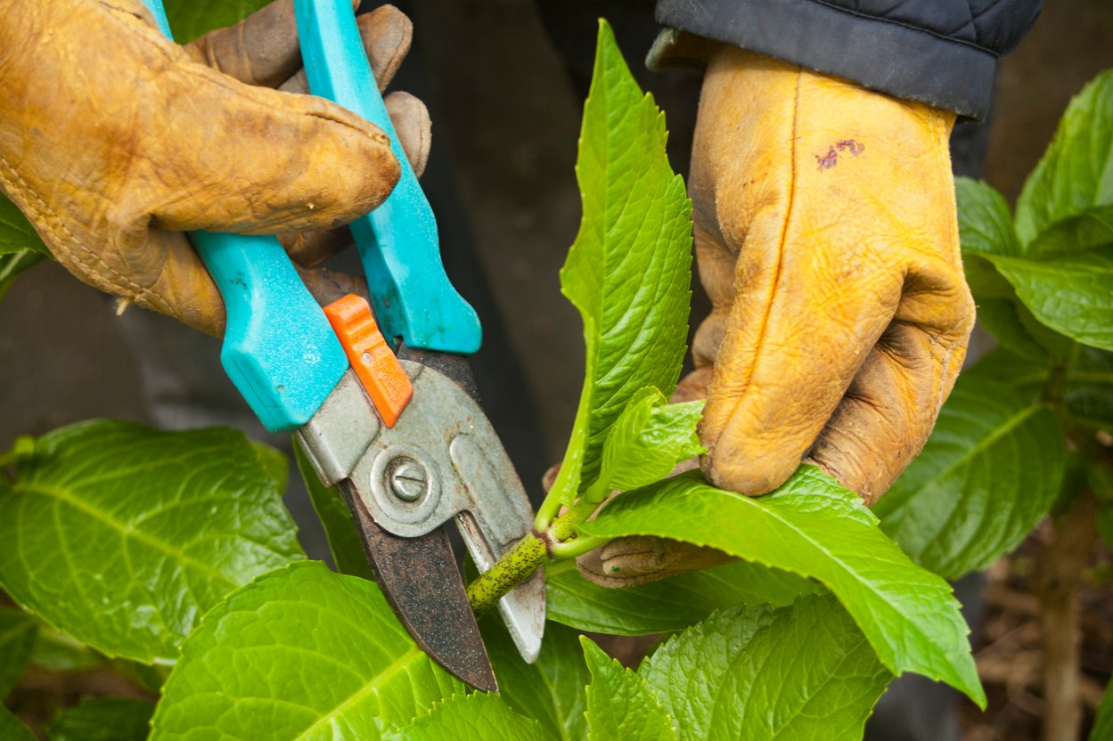How to Prune Hydrangeas: A Step-by-Step Guide - Bob Vila