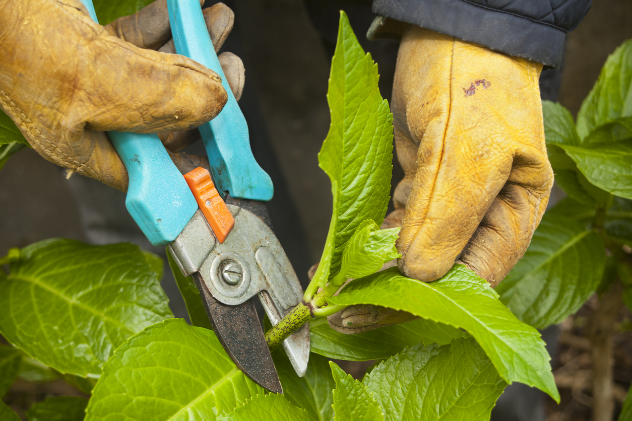 Pruning the hydrangea