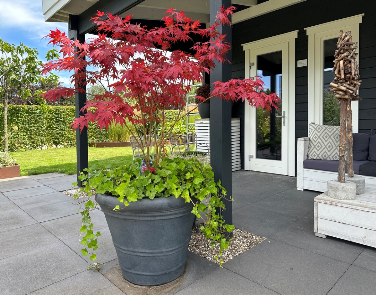 A Japanese red maple tree in a large container.