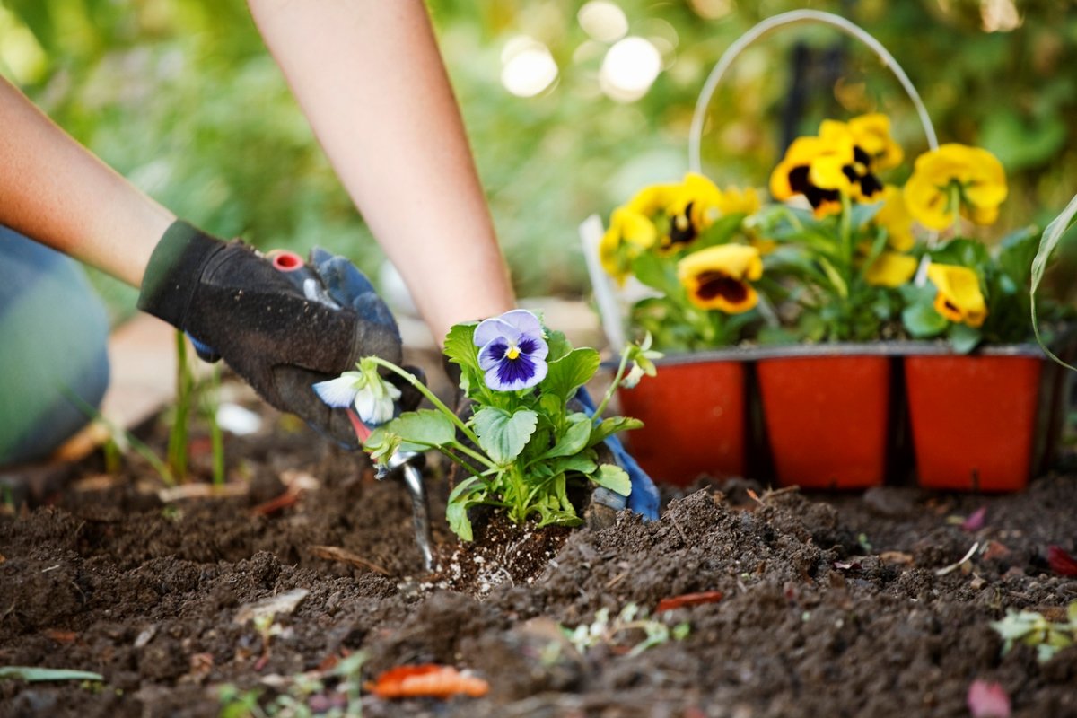 Person crouched in the dirt, leaning over a 6-pack of viola flowers and planting one in the ground.