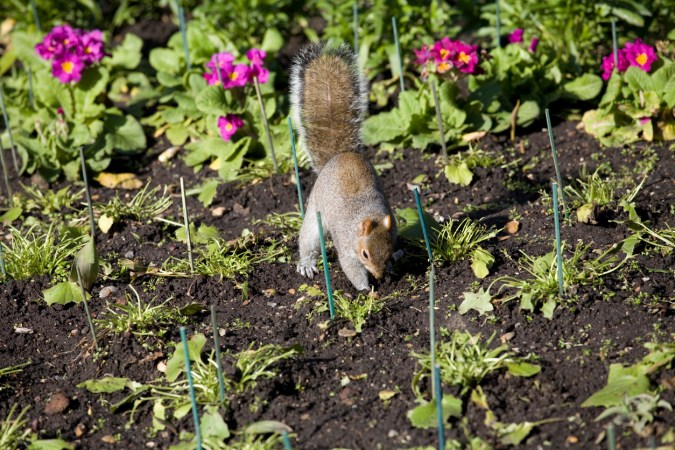 How to Keep Squirrels Out of Garden Beds and Potted Plants