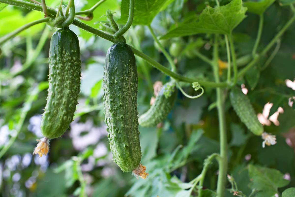 Cucumbers hanging from plant