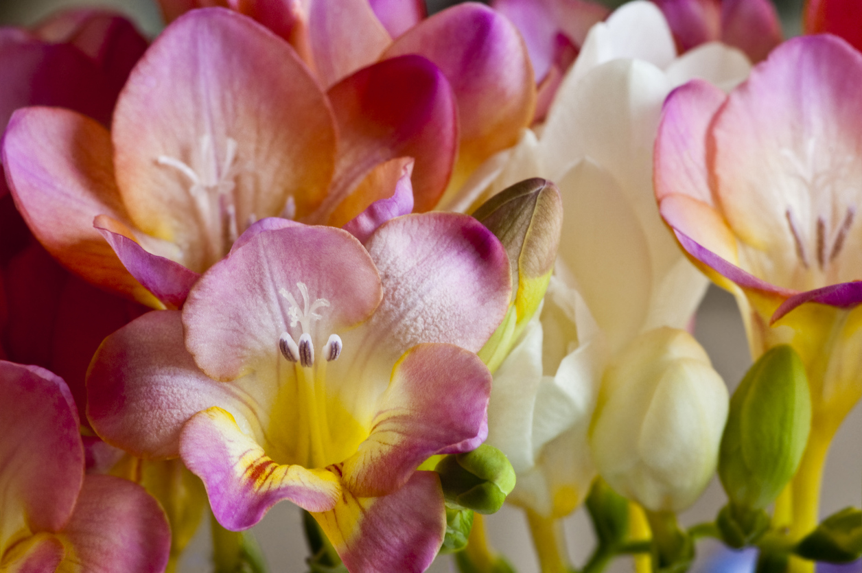 close up on boquet of bright pink and white freesias