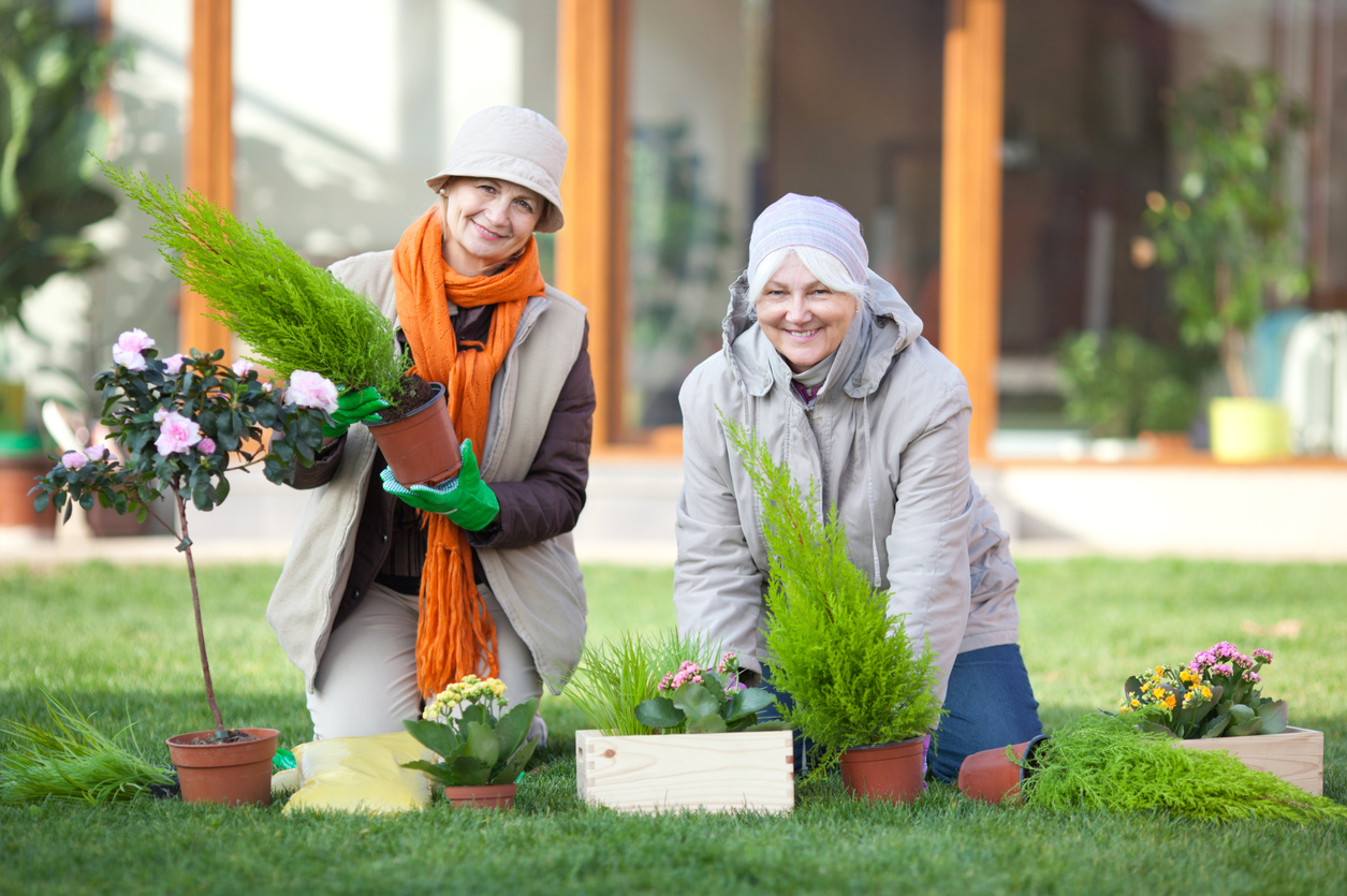 Senior female friends gardening together in front of the house.See more OUTDOORS and INDOORS LIFESTYLE images with these SENIOR MODELS. Click any image below for lightbox.