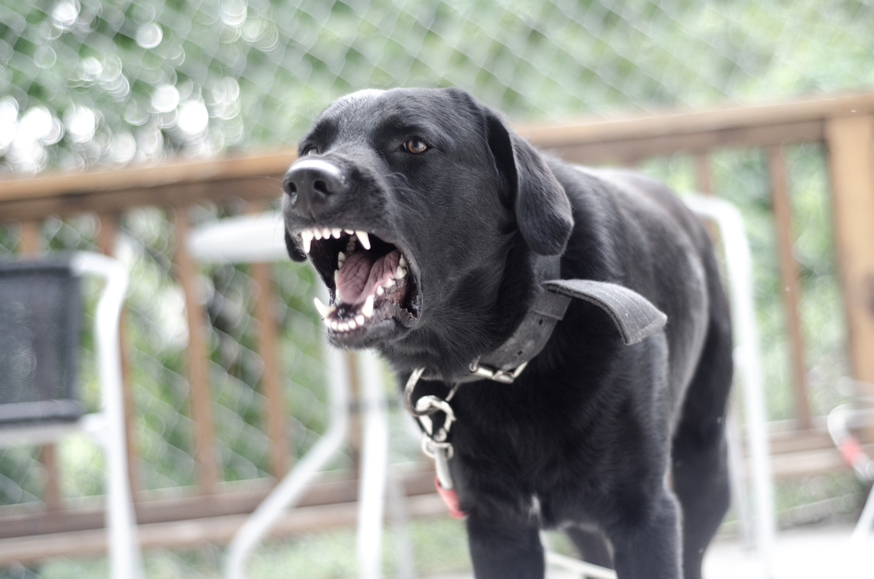 black lab dog barking and growling in yard