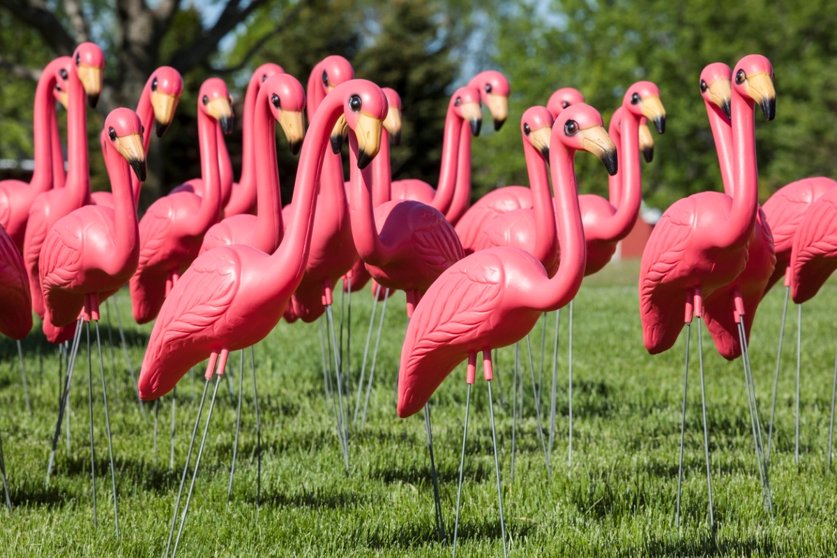 Flock of pink flamingos