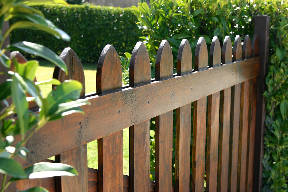 wood picket fence gate along hedge fence