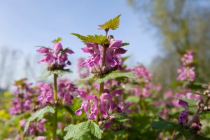 Purple cone-shaped Spotted Dead Nettle flowers.