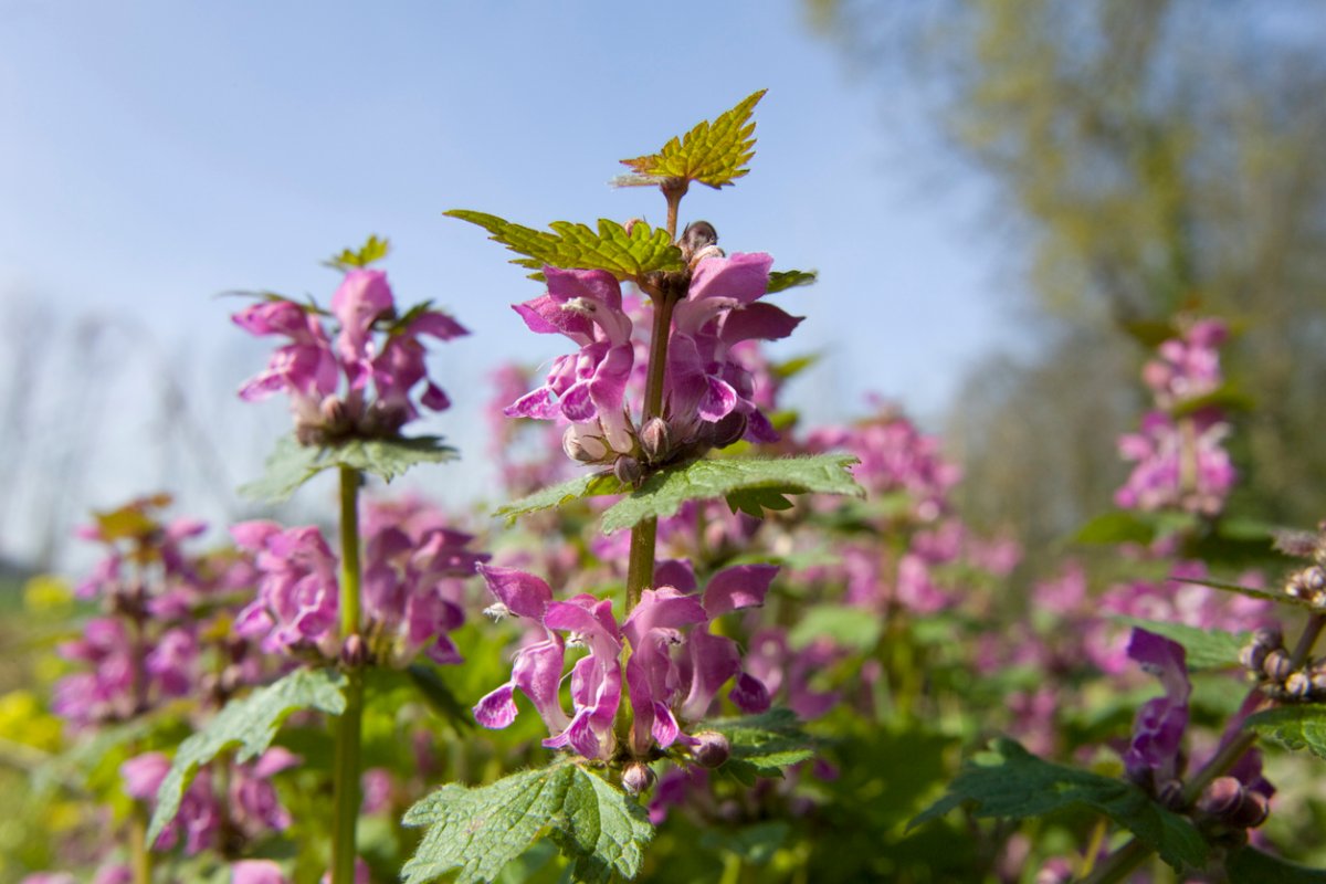 Purple cone-shaped Spotted Dead Nettle flowers. 