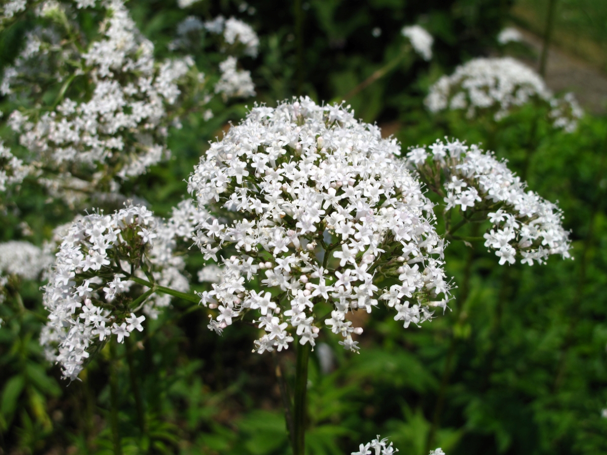 Plant with many white flowers