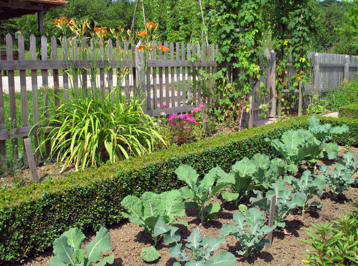 large vegetable garden surrounded by a natural wood picket fence