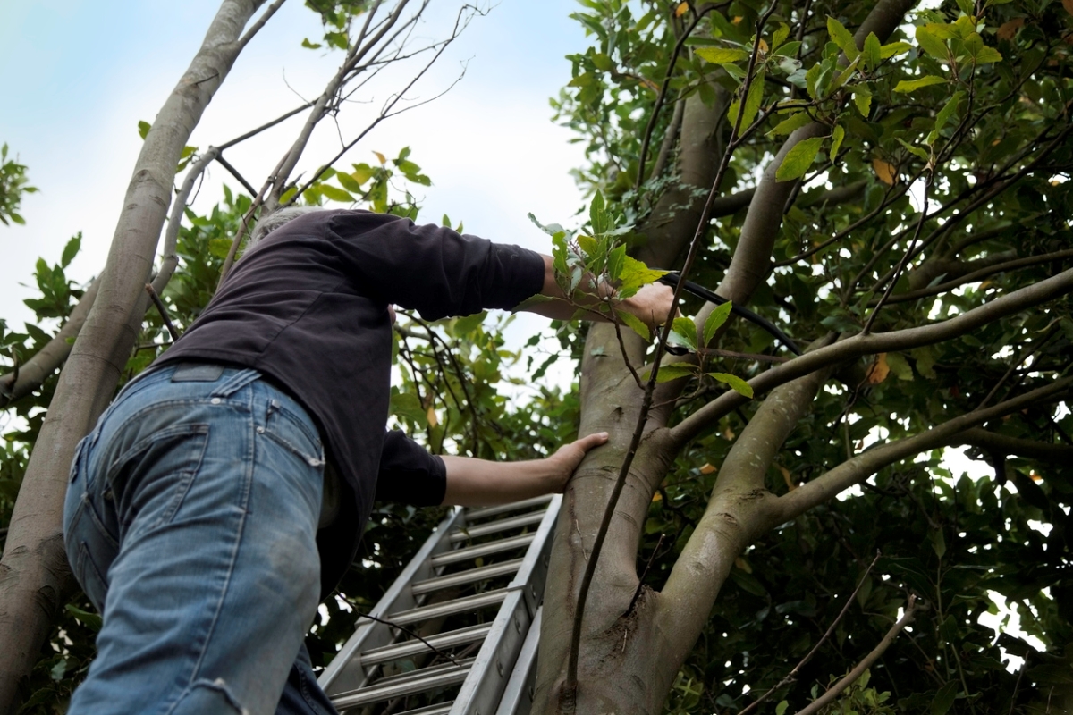 Man on ladder removing branches