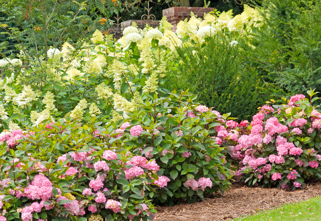 Pink and white hydrangea bushes in front lawn with other tall plants
