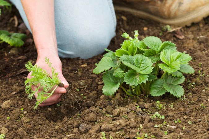 13 Natural and Effective Ways to Kill Weeds