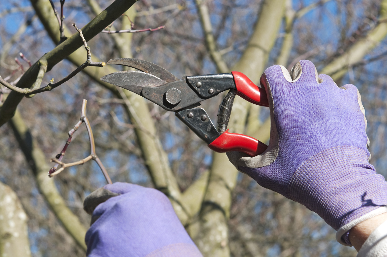 Woman's gloved hands pruning twigs from maple tree with clippers