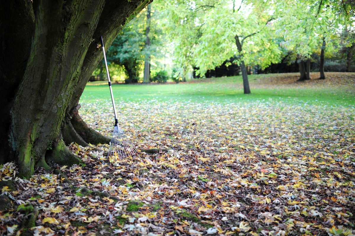 Rake against tree with fallen leaves on ground