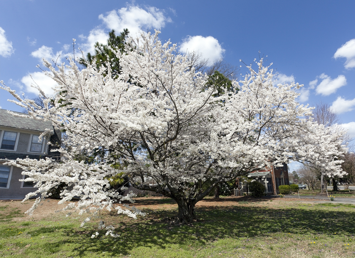 Blossoming white ornamental Bradford pear tree in residential neighborhood. Lawn in foreground. Blue sky with scattered clouds. Nobody. Horizontal.