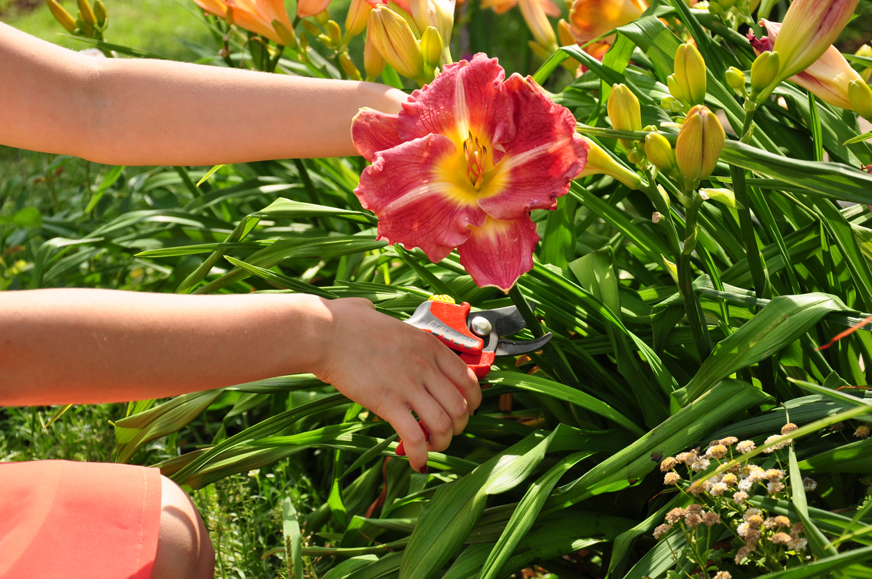 a woman's hands using garden clippers to prune a single daylily blossom