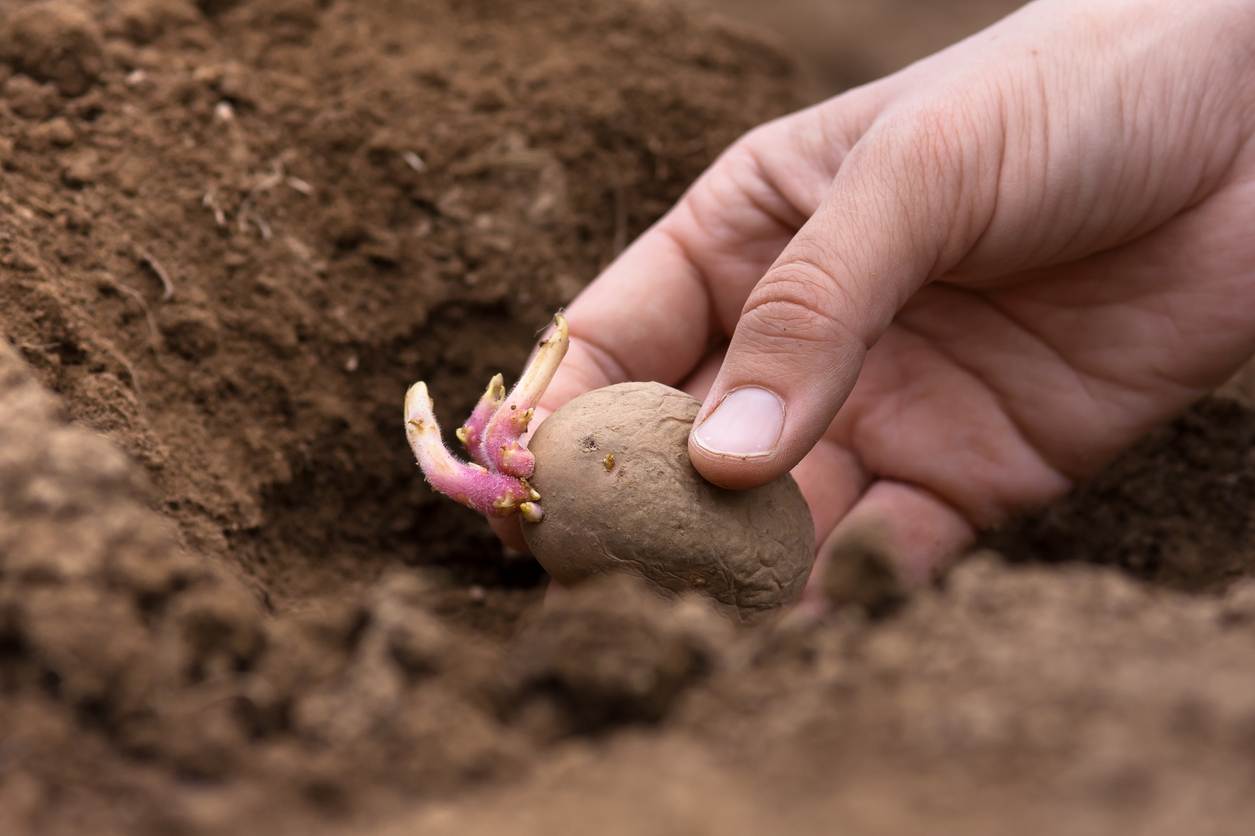 hand planting potato tuber in in the vegetable garden