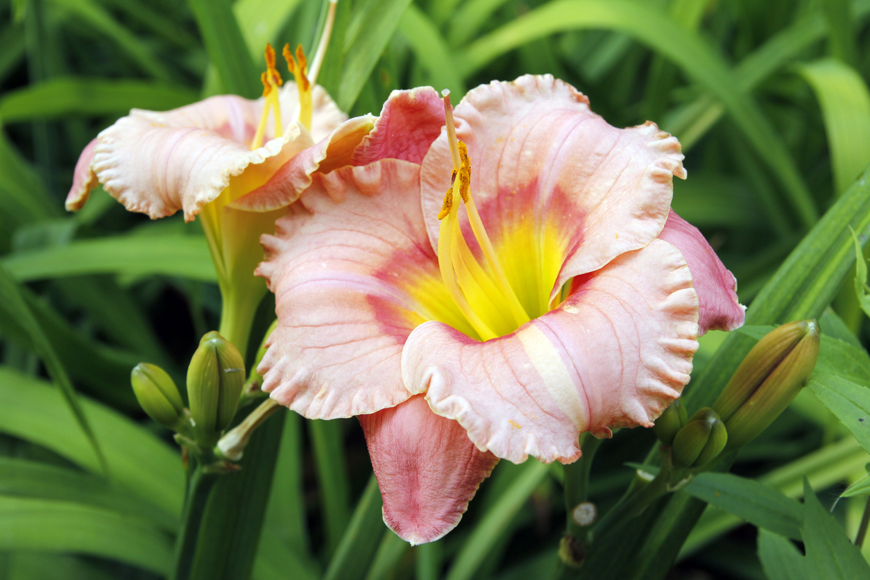 close view of pink blossom of daylily
