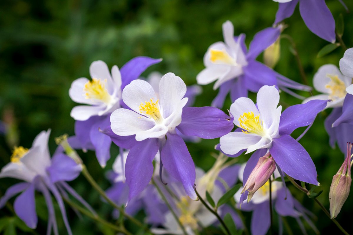 Blooming Blue Columbine Wildflower.