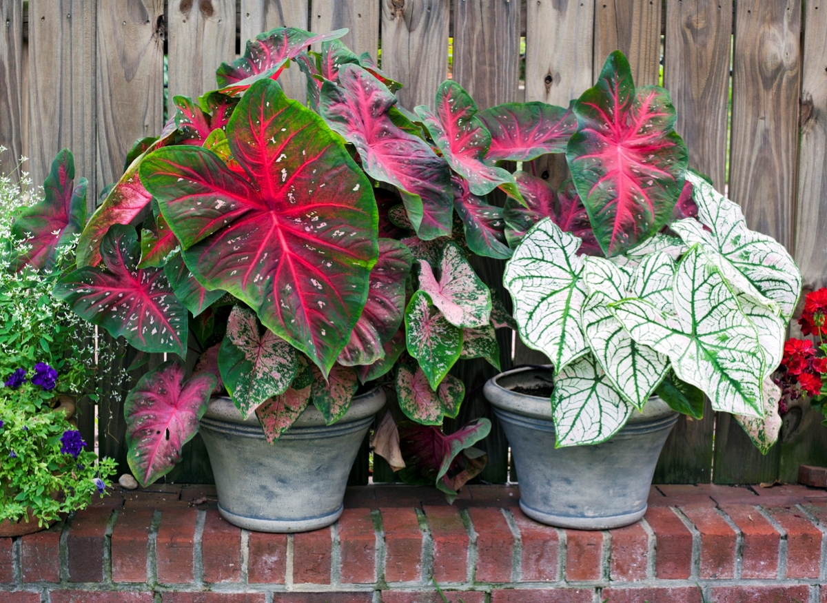 A potted plant with large pink and green leaves
