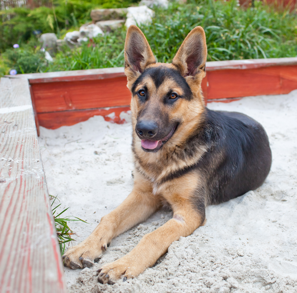 German shepherd (1 year) lying in the sandbox