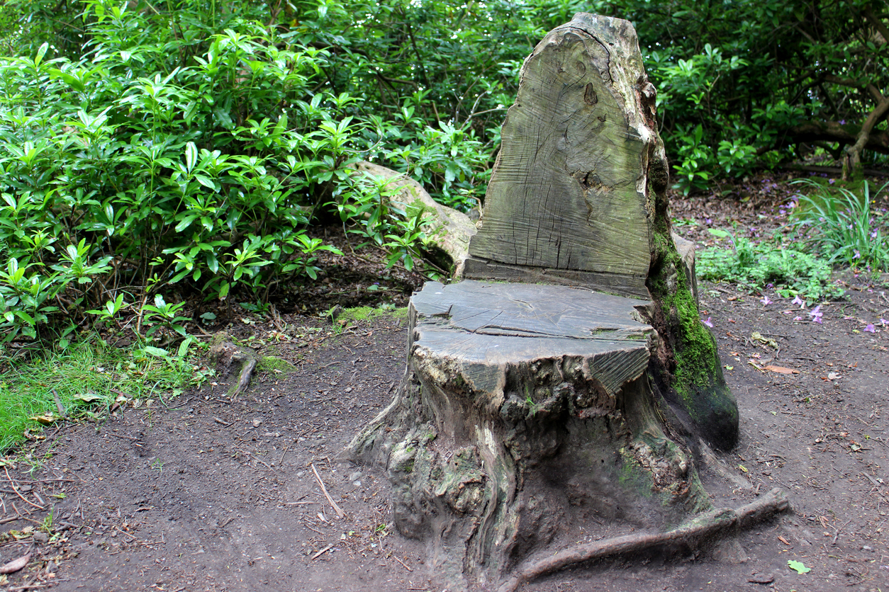 A garden seat carved from a tree trunk.