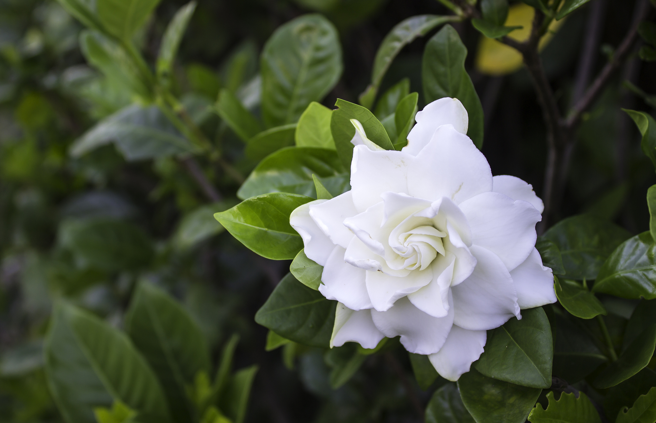 white gardenia blossom with green leaves in the background