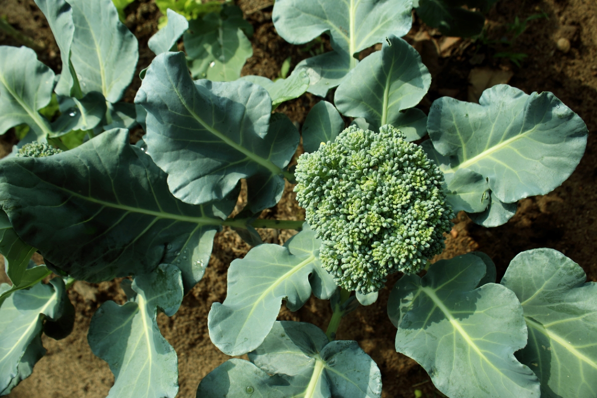 Growing broccoli in garden