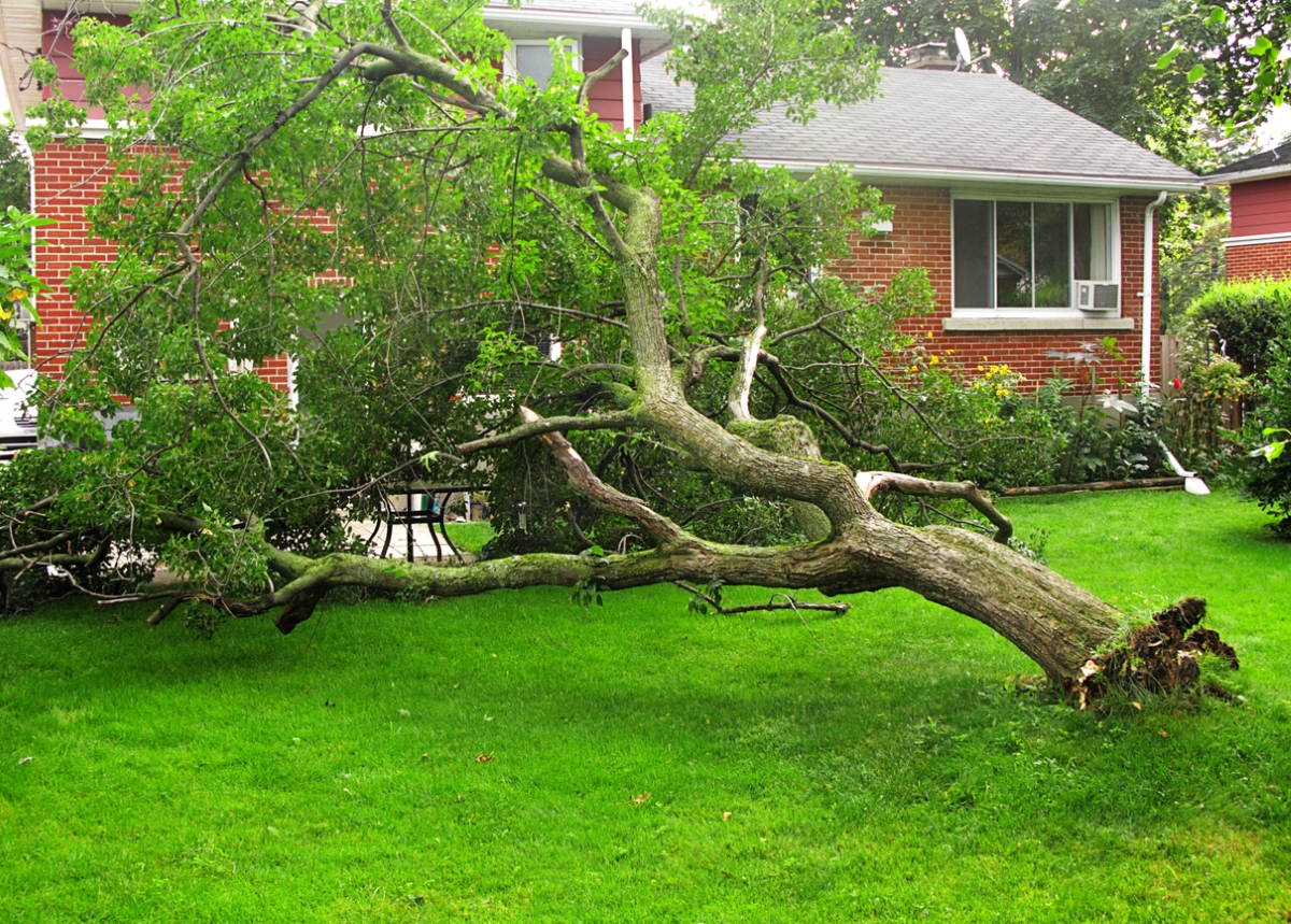Tree uprooted and fallen towards house