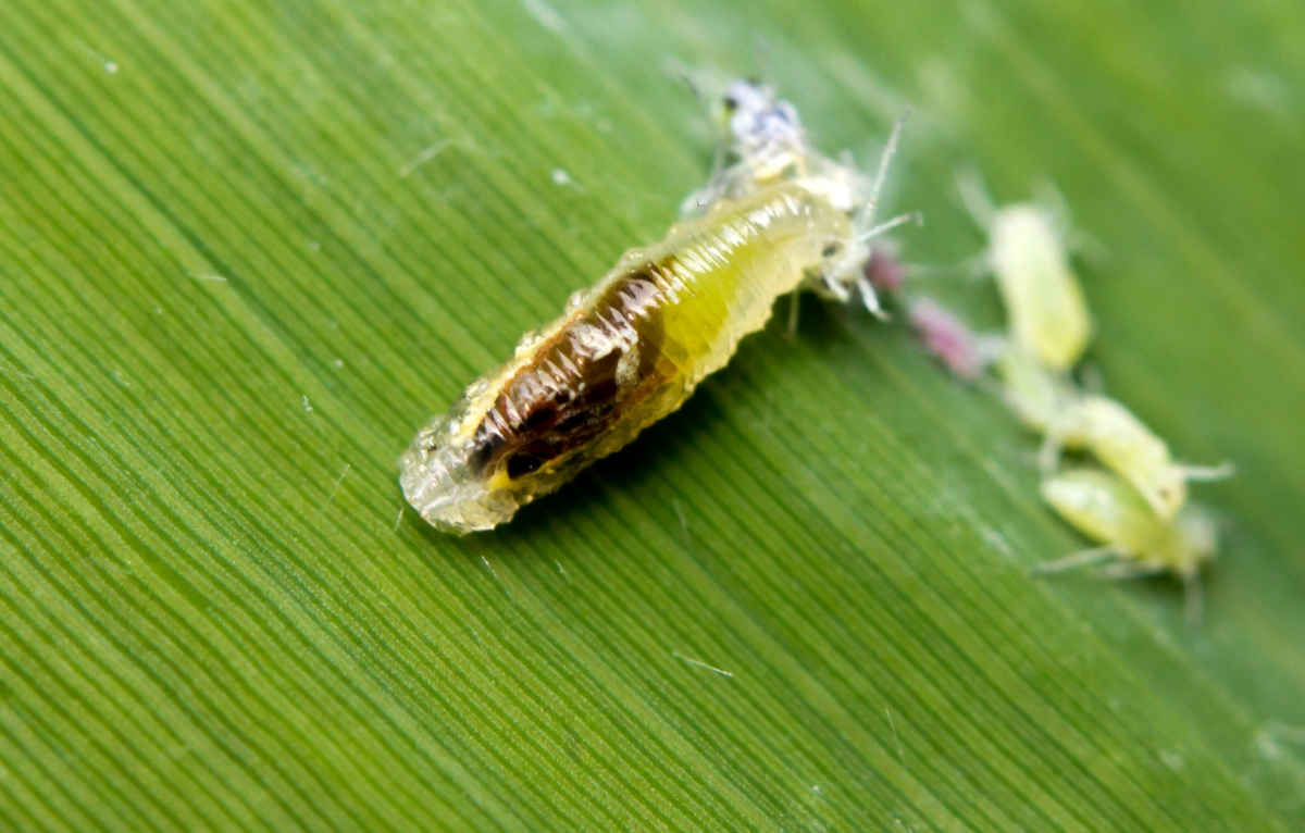 Aphid midge
