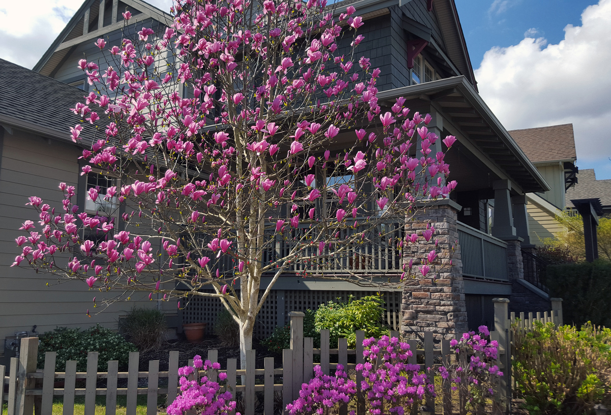 flowering tree in front yard of a large old house