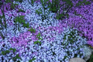 Purple creeping phlox act as ground cover.