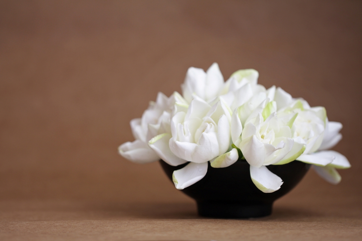 Large white flowers in black vase