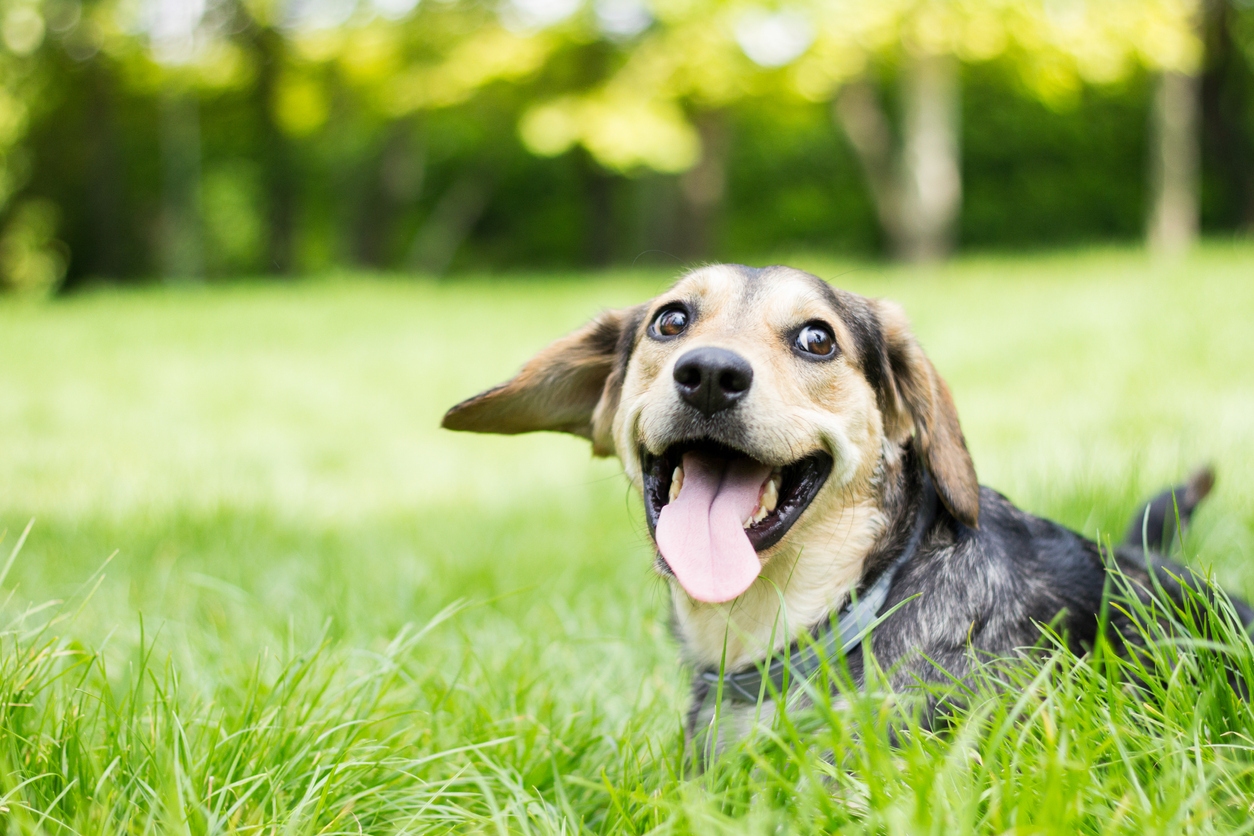 dog sitting in grass panting
