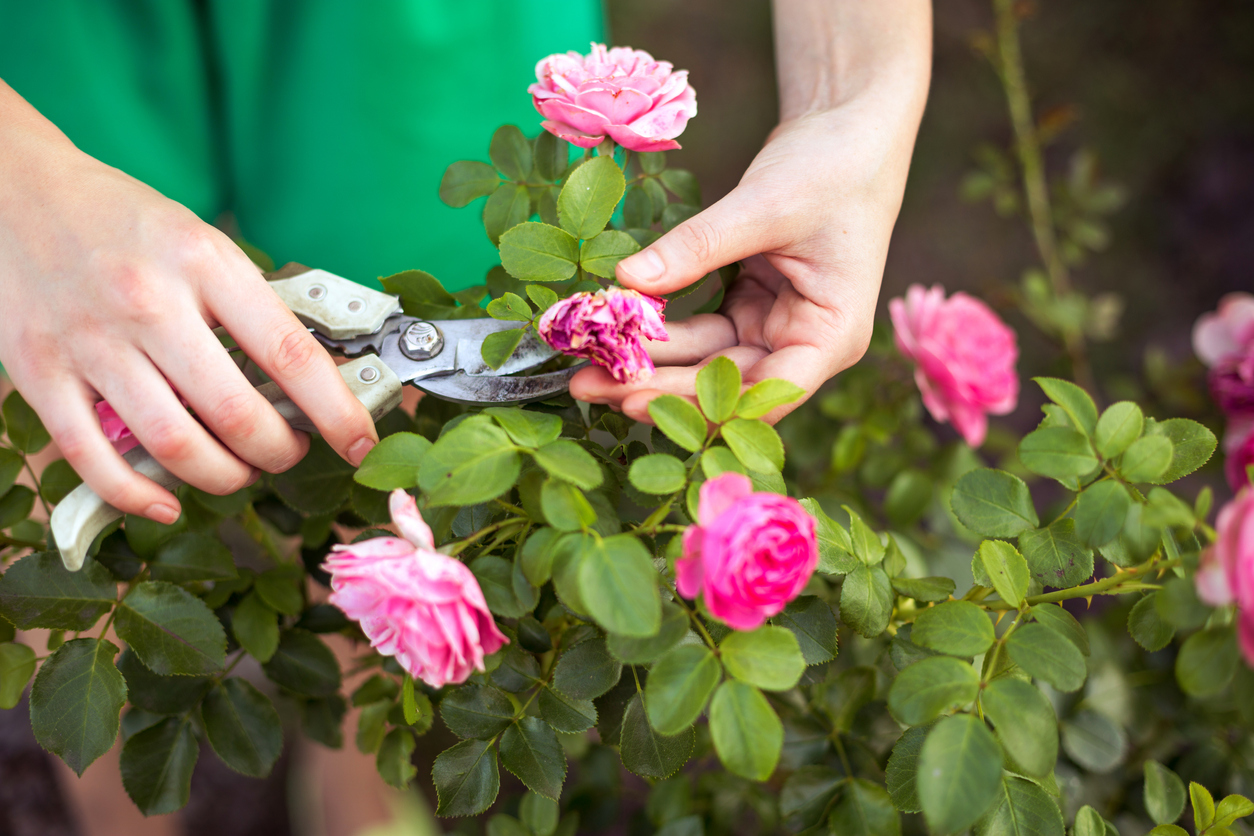 Girl cuts or trims the bush (rose) with secateur in the garden