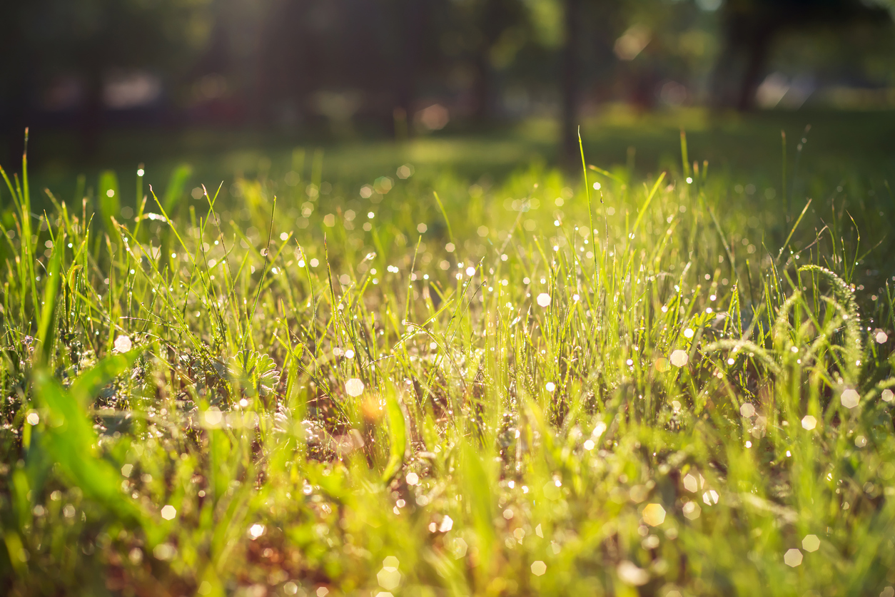 Dew on fresh green grass, sunny morning in the meadow. Blurred background.