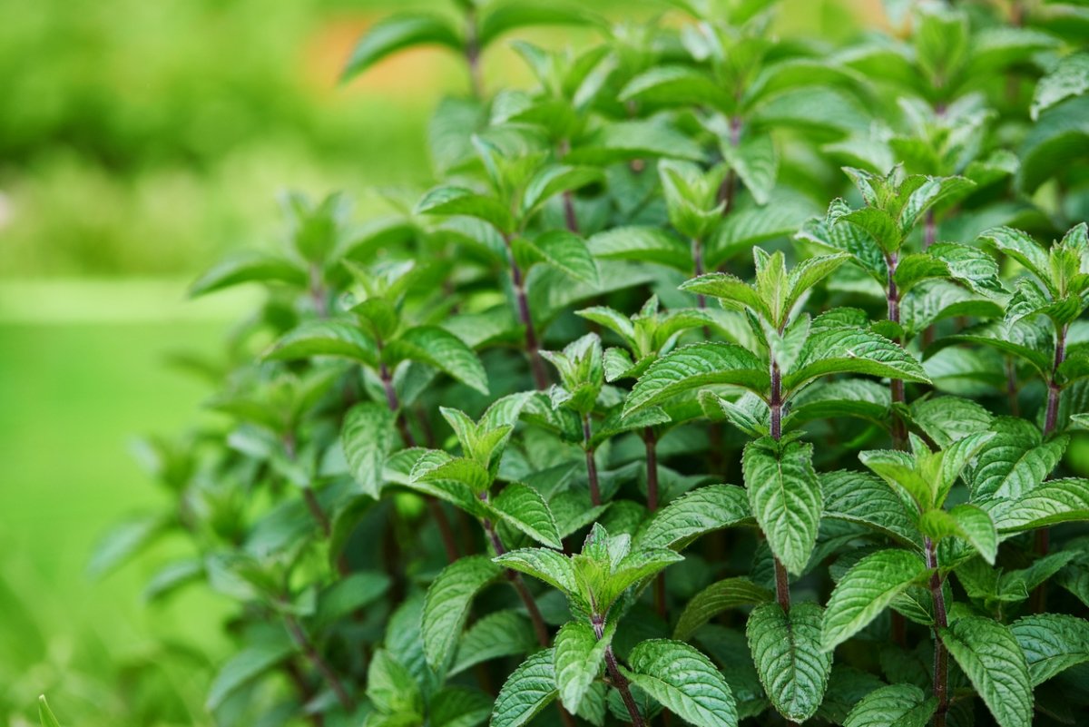 Closeup of a vigorous mint bush.