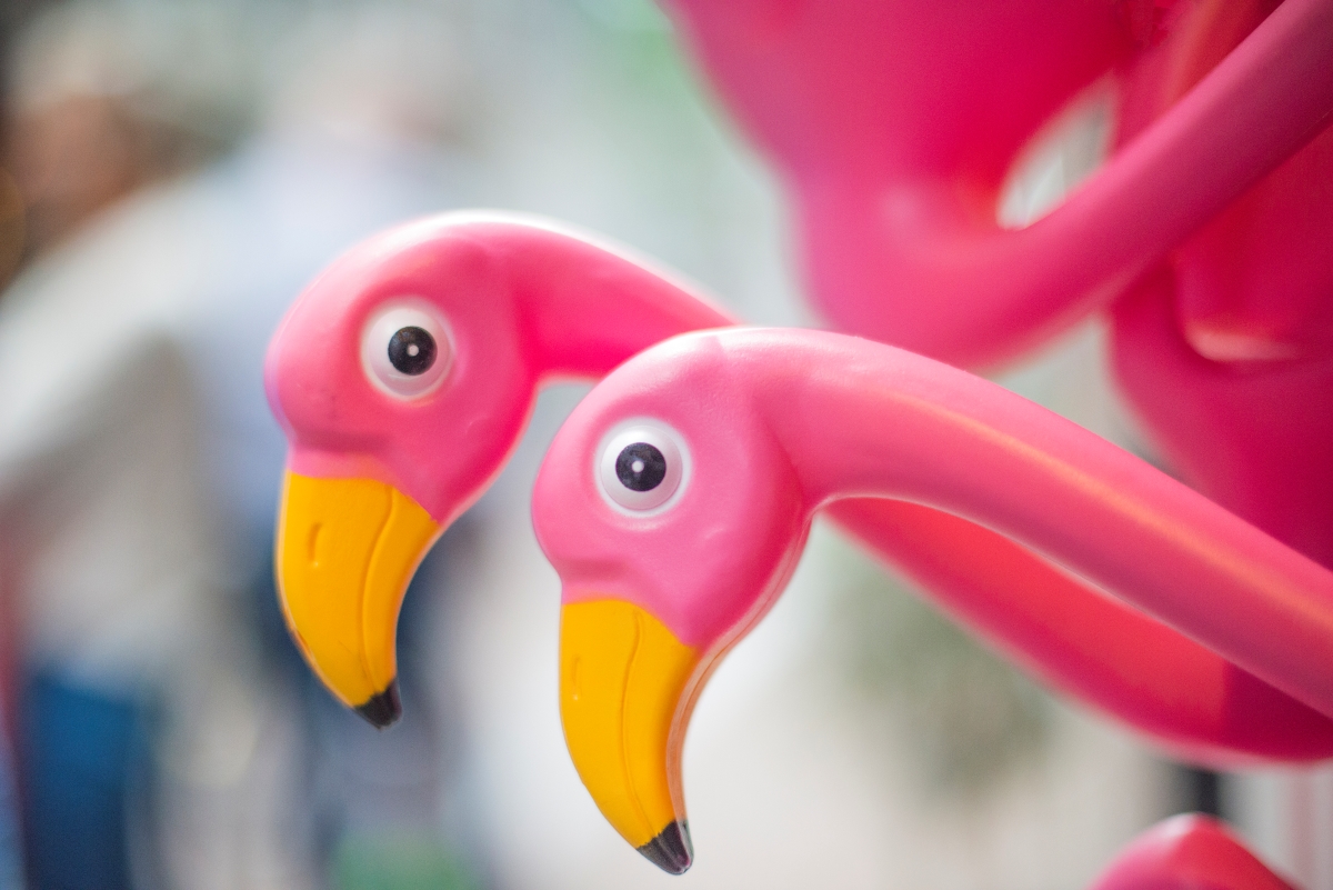 Close up of pink flamingos