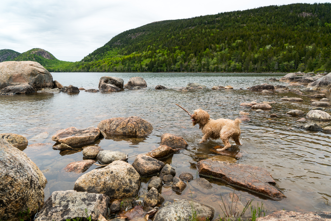 dog playing with stick on rocks in shallow part of large lake with forest in the distance